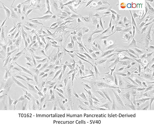 Immortalized Human Pancreatic Islet-Derived Precursor Cells - SV40 | Applied Biological Materials (abm)
