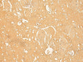 RNASE4 Polyclonal Antibody – Figure 1 of 2
