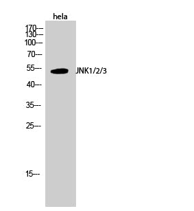 JNK1/2/3 Polyclonal Antibody – Figure 1 of 2