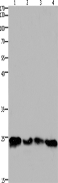 HMGB3 Polyclonal Antibody – Figure 1 of 2