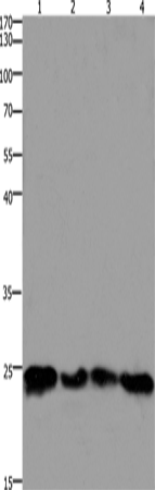 HMGB3 Polyclonal Antibody – Figure 1 of 2