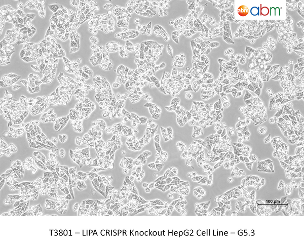 LIPA CRISPR Knockout HepG2 Cell Line – G5.3 – Figure 1 of 1