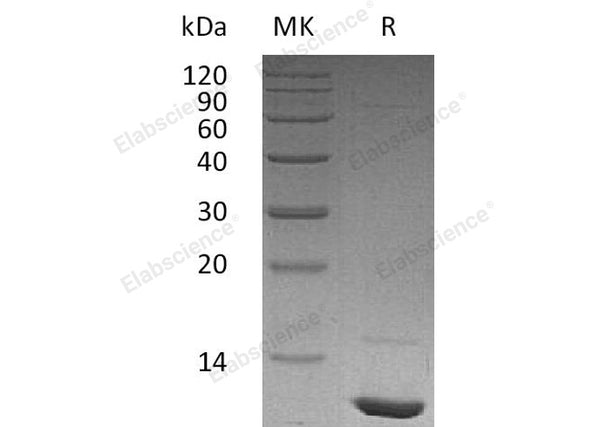 Recombinant Human IGF-1/IGF1 Protein – Figure 1 of 3