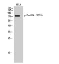 Phospho-FOXO3 (Ser253) Polyclonal Antibody – Figure 1 of 3