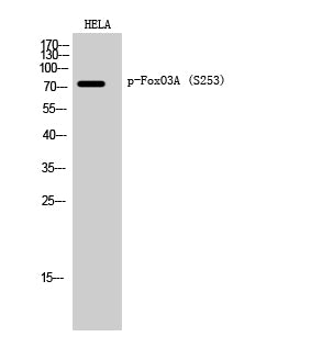 Phospho-FOXO3 (Ser253) Polyclonal Antibody – Figure 1 of 3