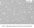 ANG Stable Knockout U2OS Cell Line (U2OS ANG KO5) – Figure 1 of 1