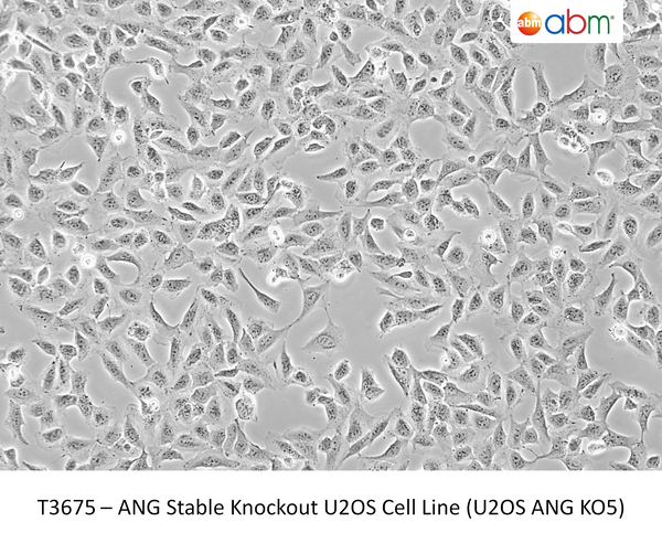 ANG Stable Knockout U2OS Cell Line (U2OS ANG KO5) – Figure 1 of 1