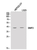 BMP2 Polyclonal Antibody – Figure 1 of 4