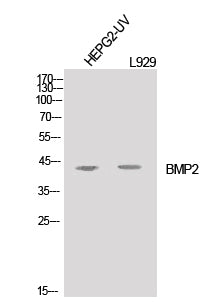 BMP2 Polyclonal Antibody – Figure 1 of 4