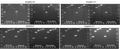 Figure 1. Supports Direct Mouse PCR up to 10 kb