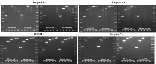 Figure 1. Supports Direct Mouse PCR up to 10 kb