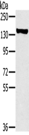 PPP1R12A Polyclonal Antibody – Figure 1 of 2