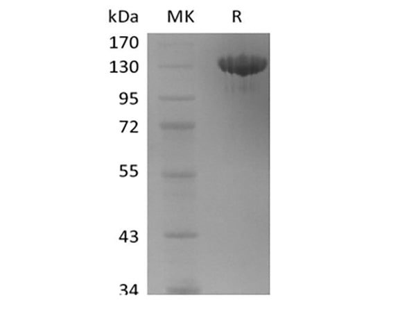 Recombinant Human Tie-2 (C-Fc) – Figure 1 of 2