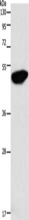 ENO2 Polyclonal Antibody – Figure 1 of 2