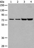 MTA2 Polyclonal Antibody – Figure 1 of 3