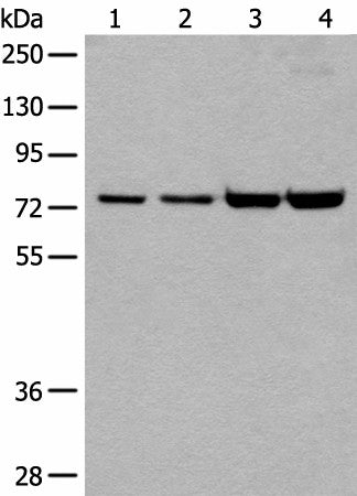MTA2 Polyclonal Antibody – Figure 1 of 3