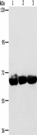 CKAP4 Polyclonal Antibody – Figure 1 of 3