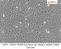 ACSS2 CRISPR Knockout 293T Cell Line | Applied Biological Materials (abm)