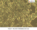 RCJ-85T (TMA006) Cell Line | Applied Biological Materials (abm)