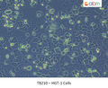 HGT-1 Cells | Applied Biological Materials (abm)