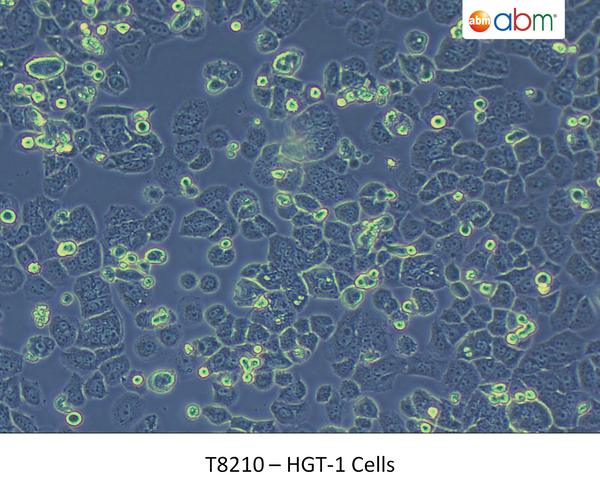 HGT-1 Cells | Applied Biological Materials (abm)