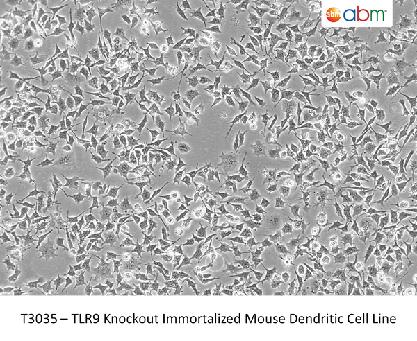 TLR9 Knockout Immortalized Mouse Dendritic Cell Line | Applied Biological Materials (abm)
