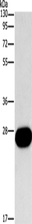 FGF9 Polyclonal Antibody – Figure 1 of 4