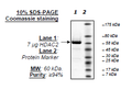 HDAC2, His-tag Recombinant – Figure 1 of 6