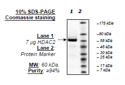 HDAC2, His-tag Recombinant – Figure 1 of 6