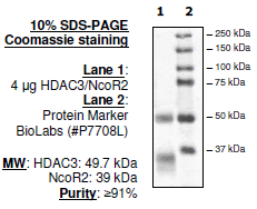 HDAC3/NcoR2, His-Tag, GST-Tag Recombinant – Figure 1 of 4