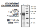 HDAC4, GST-tag, His-tag Recombinant – Figure 1 of 2