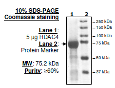 HDAC4, GST-tag, His-tag Recombinant – Figure 1 of 2