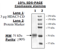 HDAC5, Catalytic Domain, His-tag Recombinant – Figure 1 of 2