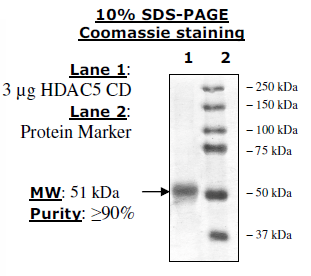 HDAC5, Catalytic Domain, His-tag Recombinant – Figure 1 of 2