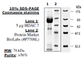 HDAC7, GST-tag Recombinant – Figure 1 of 2