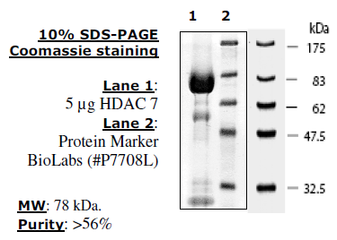 HDAC7, GST-tag Recombinant – Figure 1 of 2