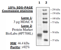 HDAC8, His-Tag Recombinant – Figure 1 of 2