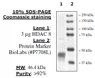 HDAC8, His-Tag Recombinant – Figure 1 of 2