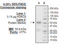 HDAC9, His-tag Recombinant – Figure 1 of 2