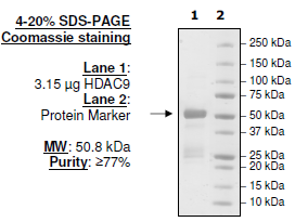 HDAC9, His-tag Recombinant – Figure 1 of 2