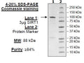 Sirtuin 1 (193-741), GST-tag Recombinant – Figure 1 of 2