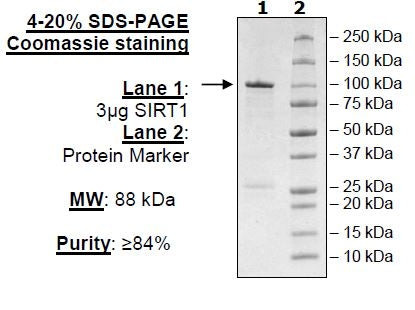 Sirtuin 1 (193-741), GST-tag Recombinant – Figure 1 of 2