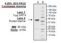 Sirtuin 4, GST-tag Recombinant – Figure 1 of 1