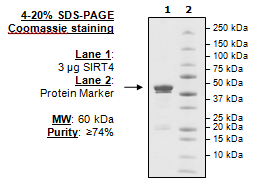 Sirtuin 4, GST-tag Recombinant – Figure 1 of 1