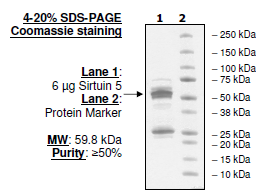 Sirtuin 5, GST-tag Recombinant – Figure 1 of 2
