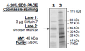 Sirtuin 7, FLAG-Tag Recombinant – Figure 1 of 2