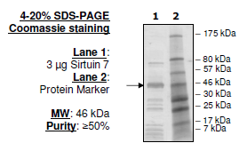Sirtuin 7, FLAG-Tag Recombinant – Figure 1 of 2