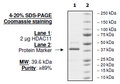 HDAC11 Recombinant – Figure 1 of 2