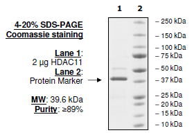 HDAC11 Recombinant – Figure 1 of 2