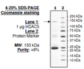 HDAC5 (full length), GST-tag Recombinant – Figure 1 of 2